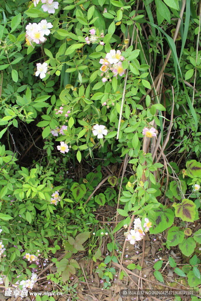 野蔷薇