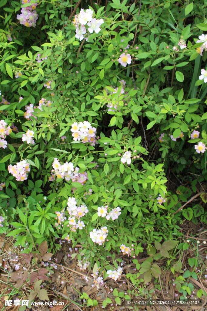野蔷薇