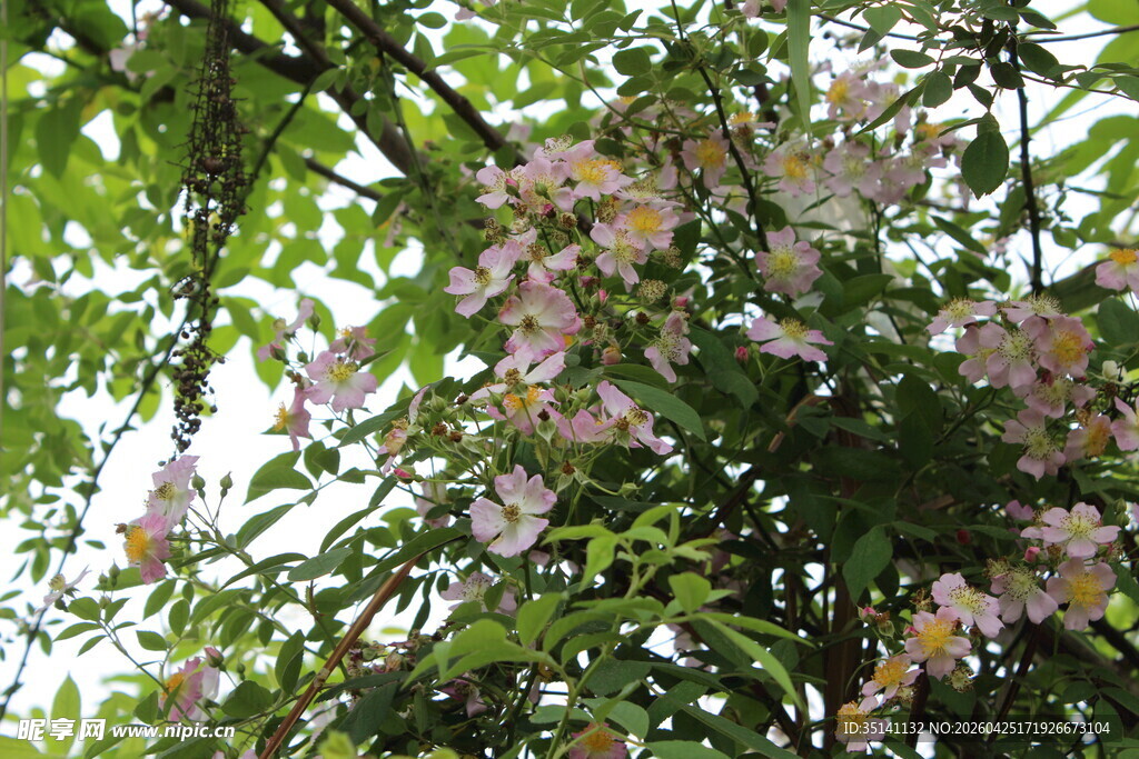 野蔷薇