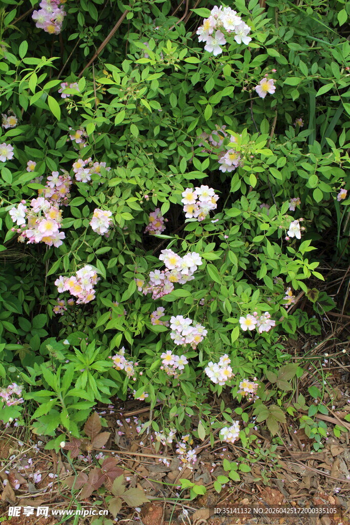 野蔷薇