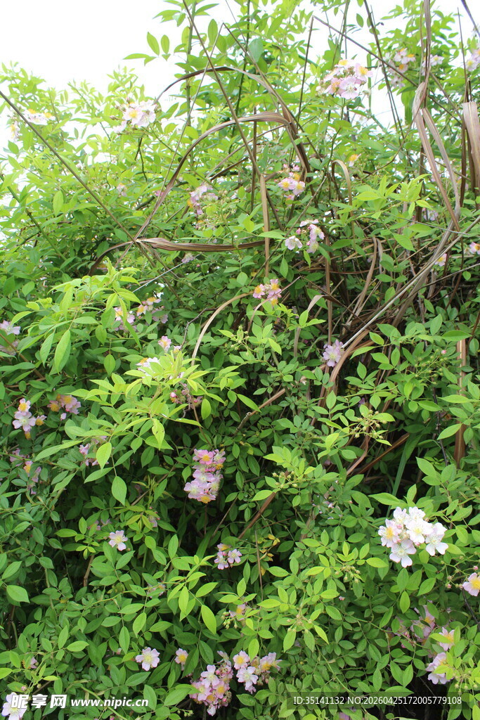 野蔷薇