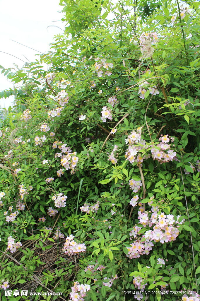 野蔷薇