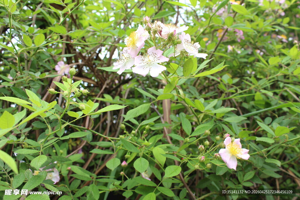 野蔷薇