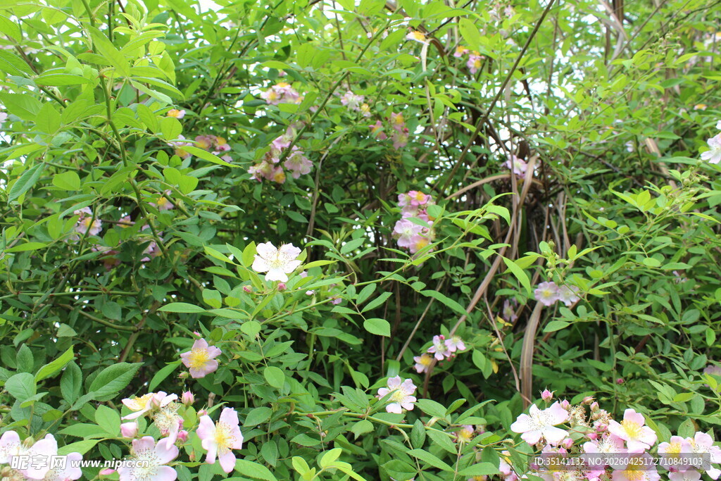 野蔷薇
