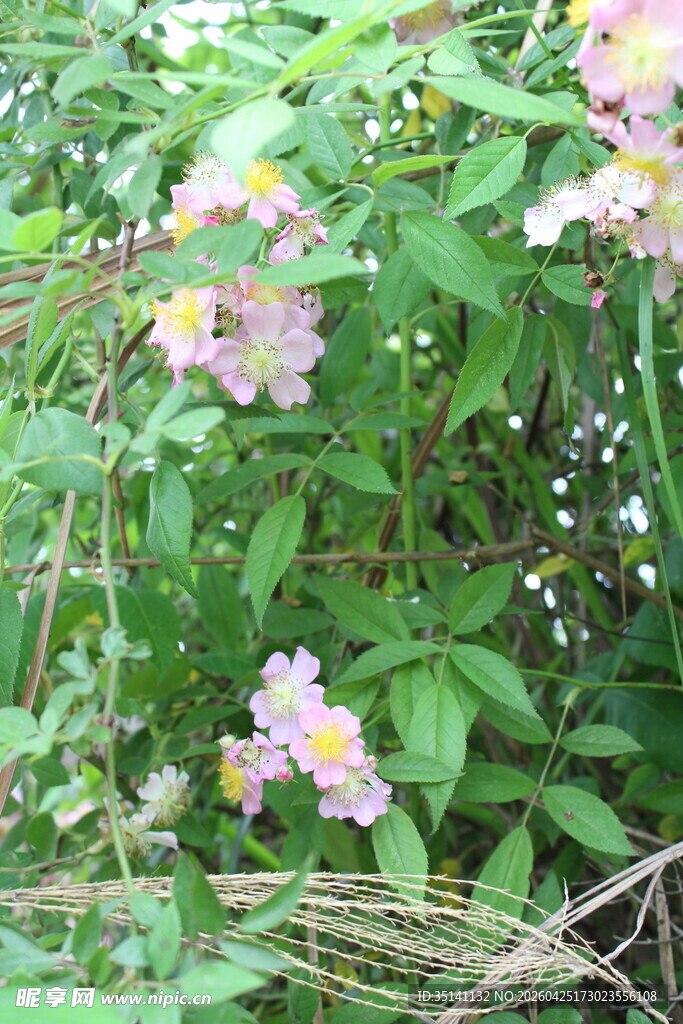 野蔷薇