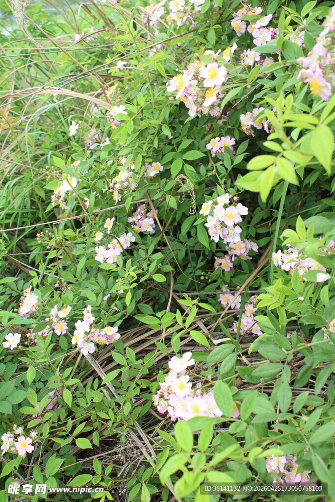 野蔷薇