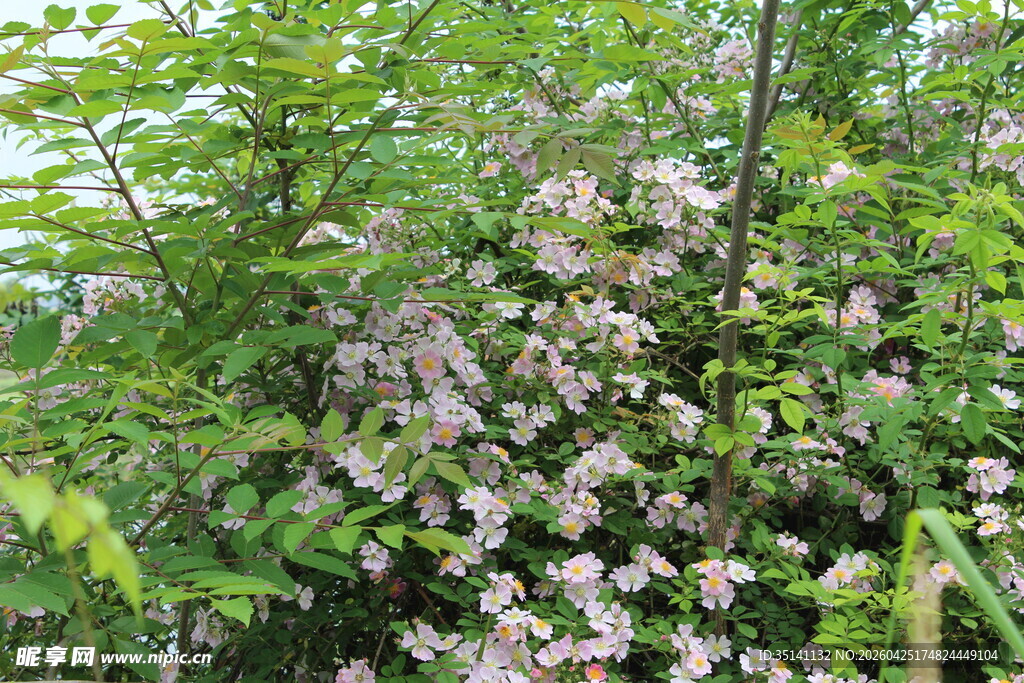 野蔷薇