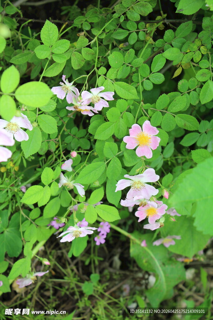 野蔷薇