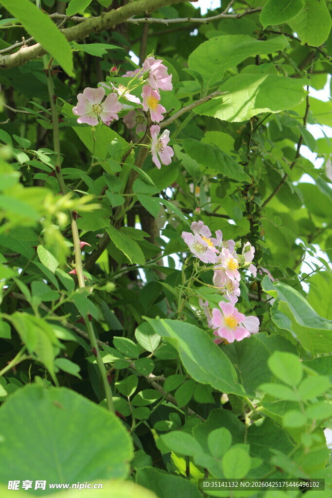野蔷薇