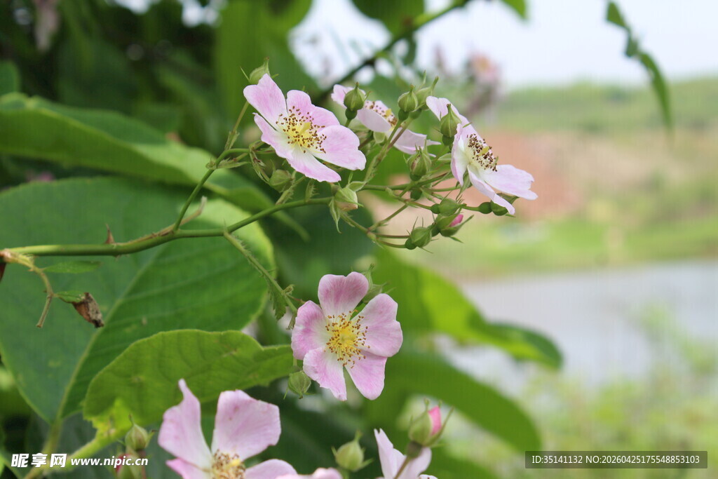 野蔷薇