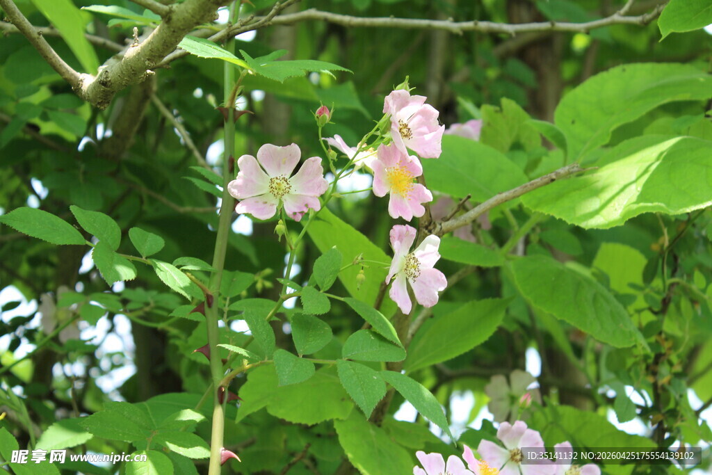 野蔷薇