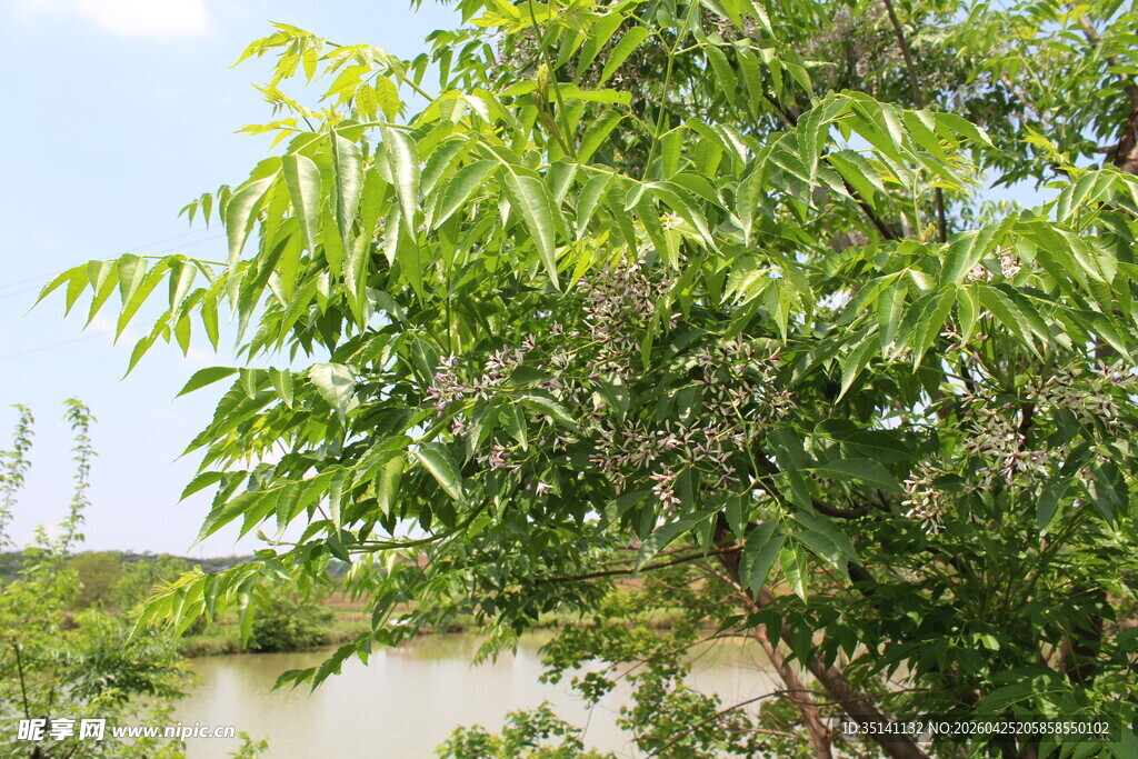 苦楝花