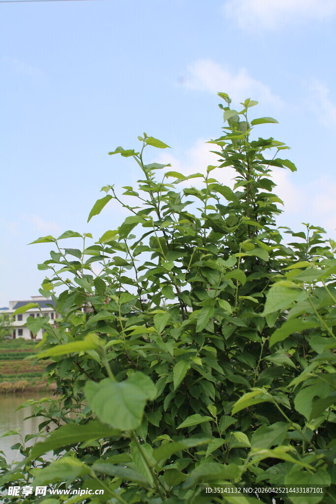 桑树