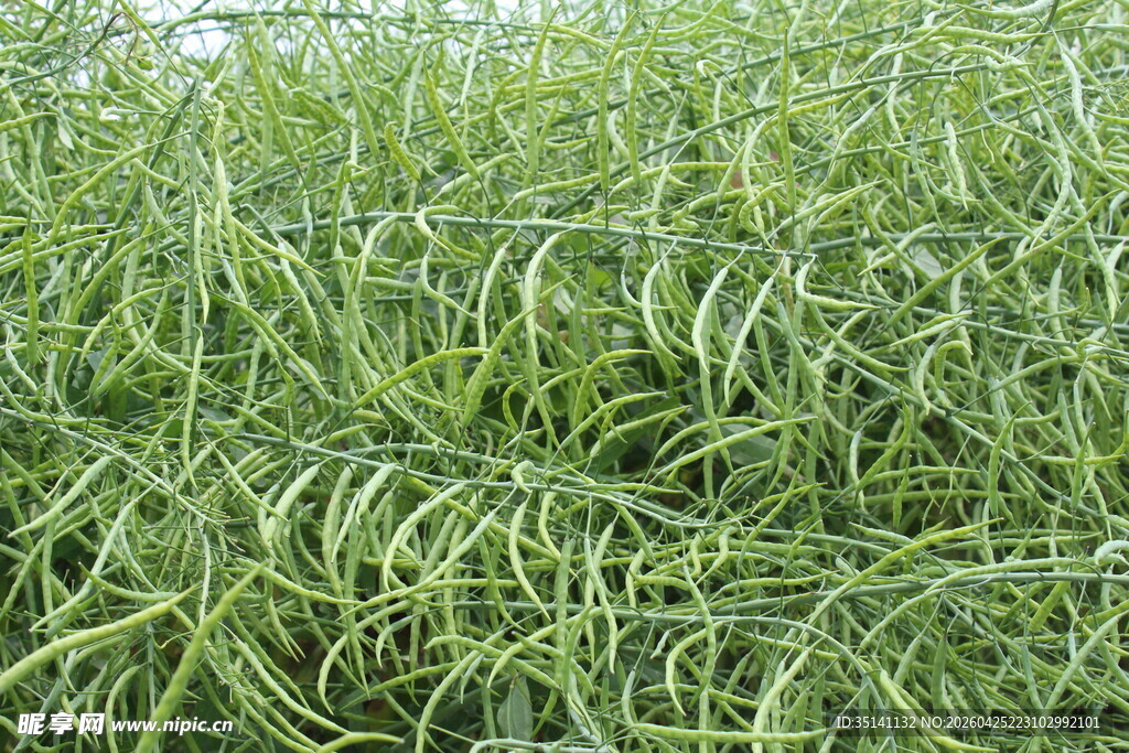结荚油菜