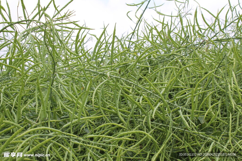 结荚油菜
