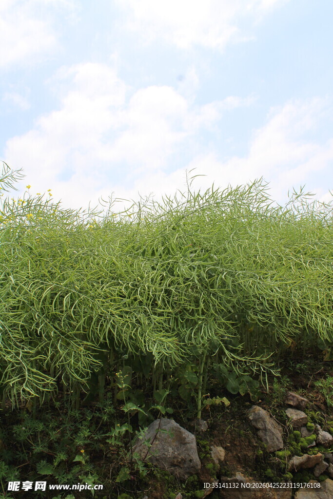 结荚油菜