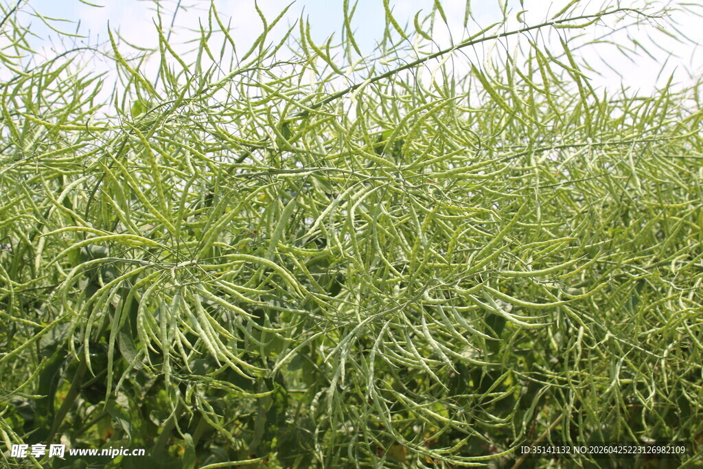结荚油菜