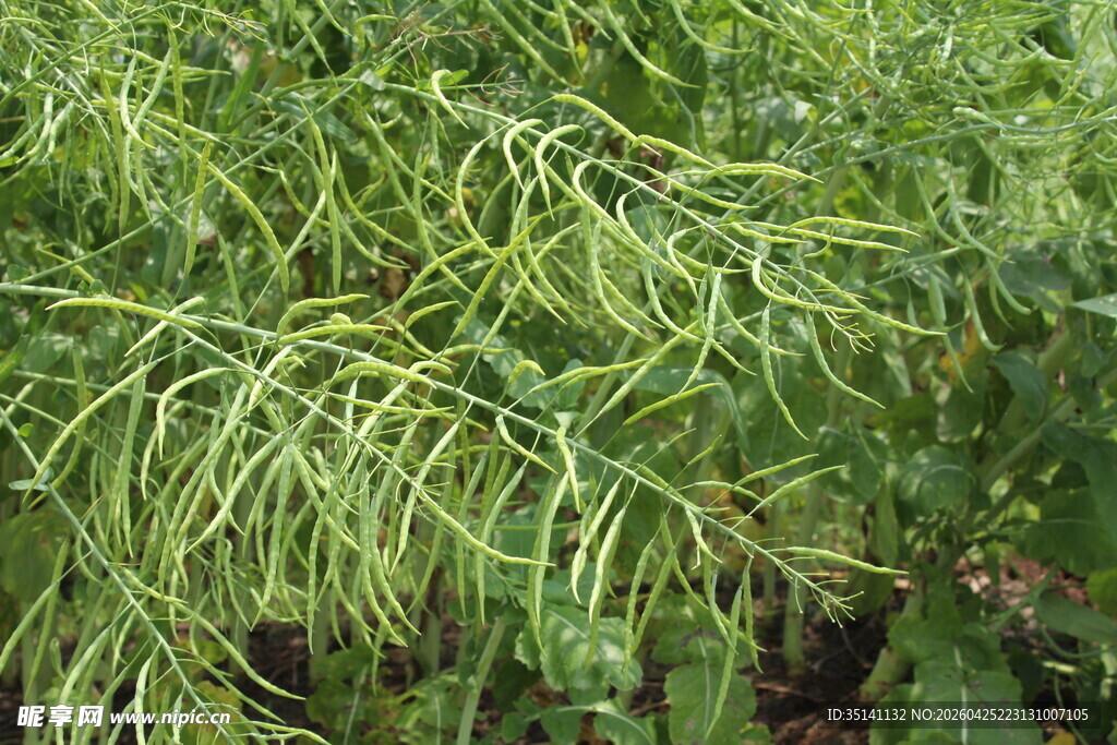 结荚油菜