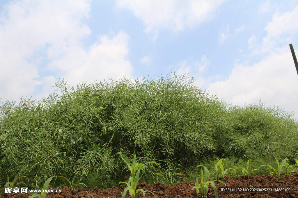 结荚油菜