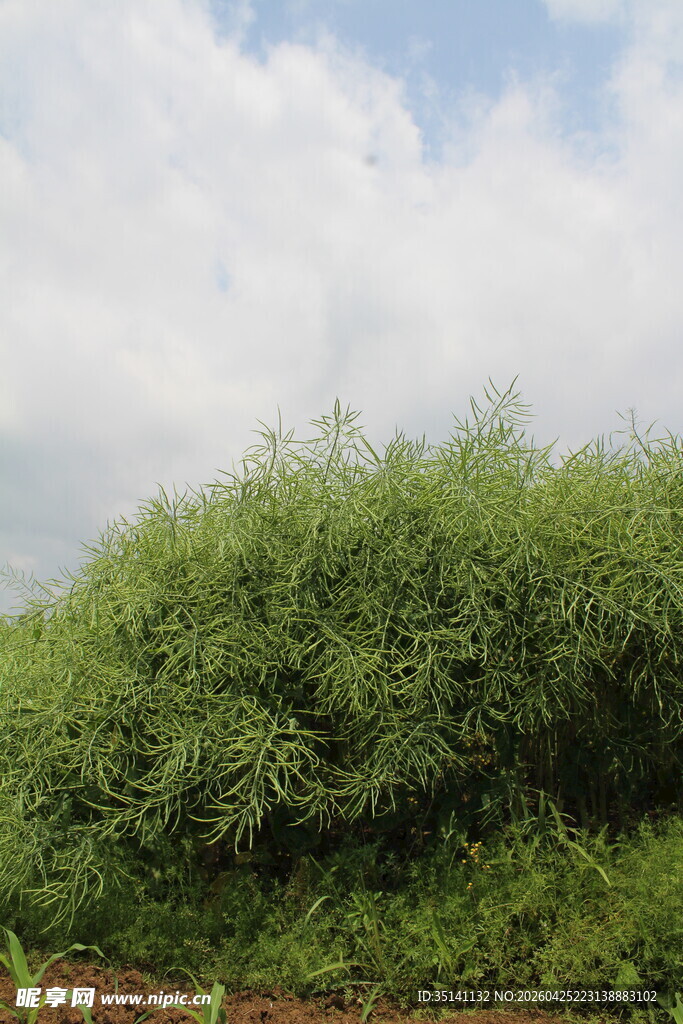 结荚油菜