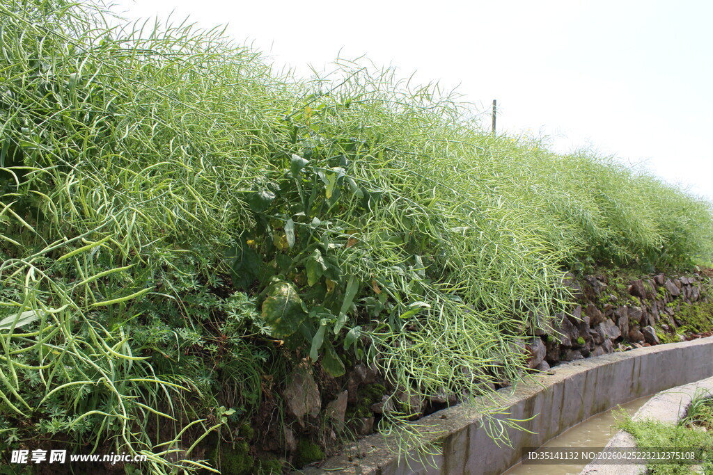 结荚油菜