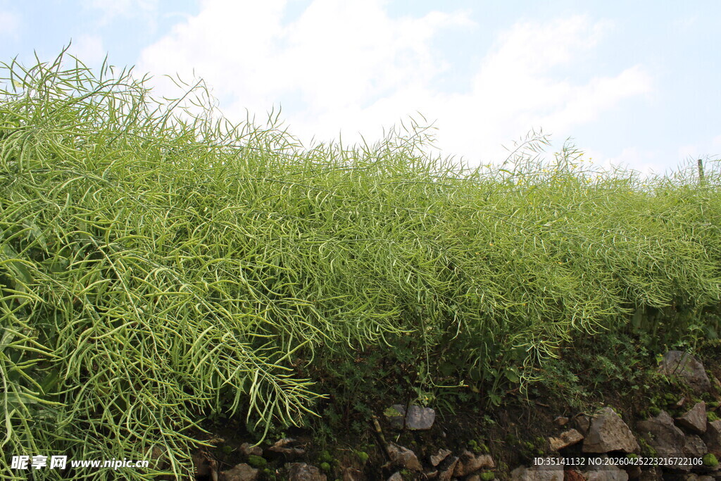 结荚油菜