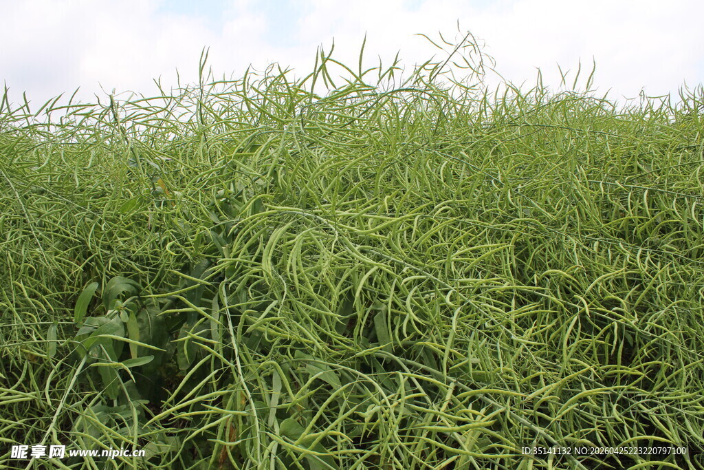 结荚油菜