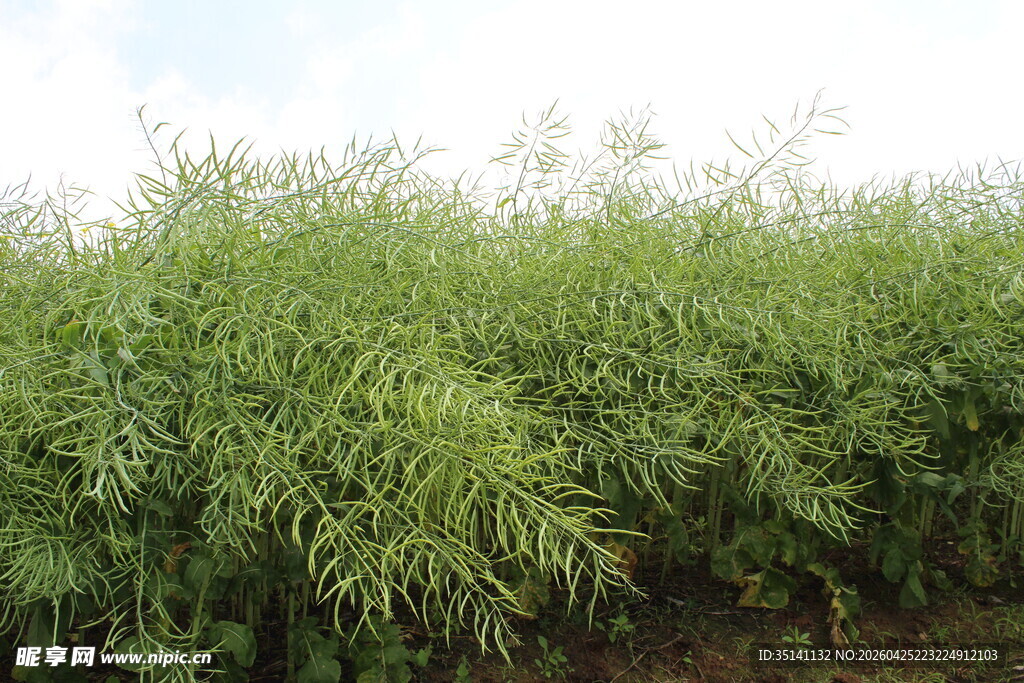 结荚油菜