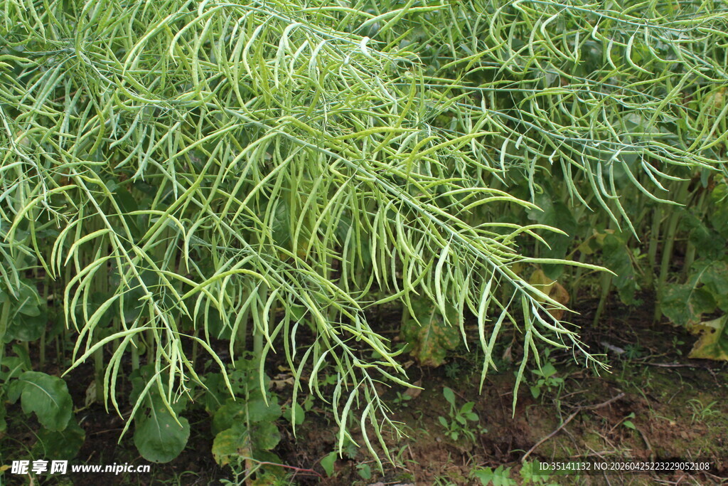 结荚油菜