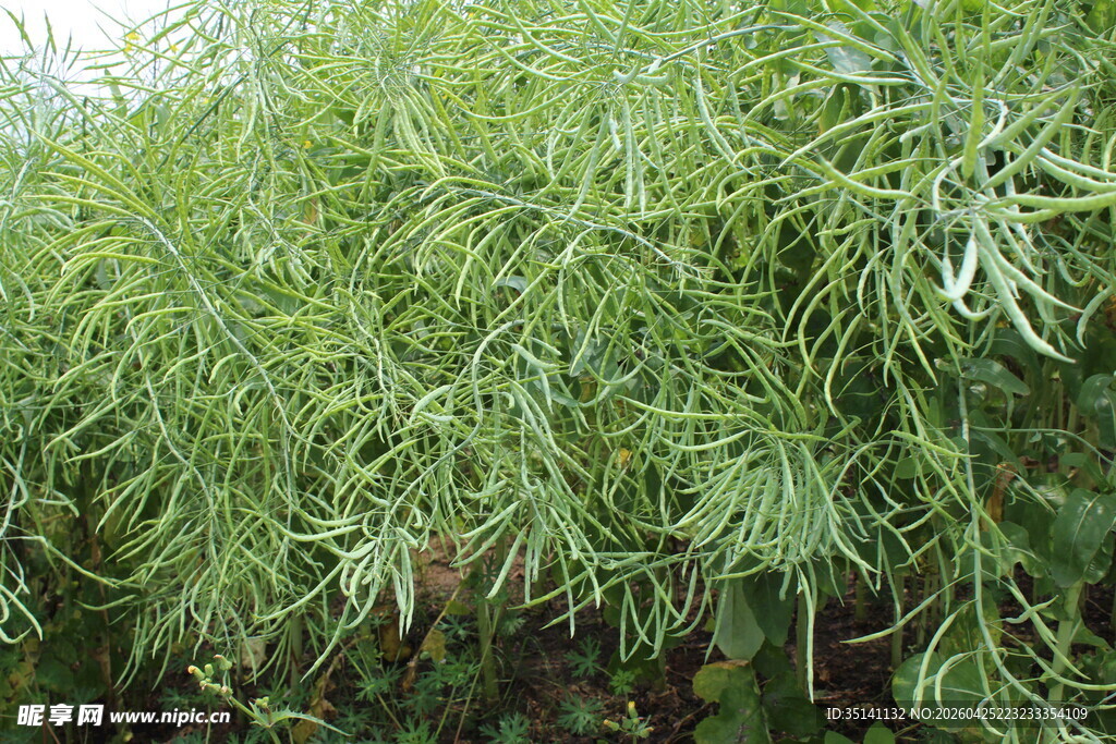 结荚油菜