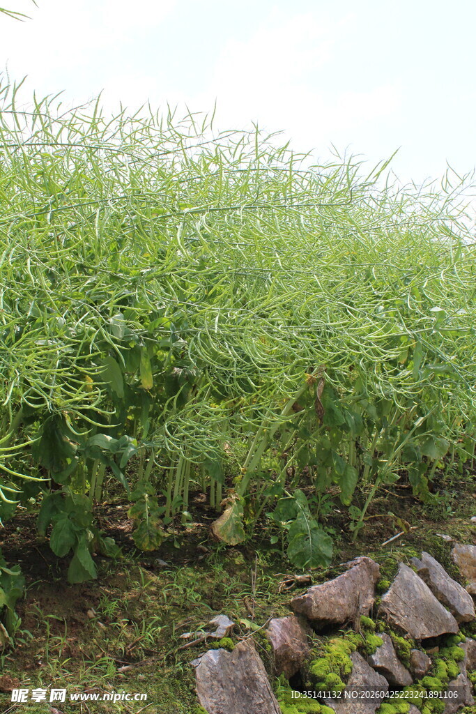 结荚油菜