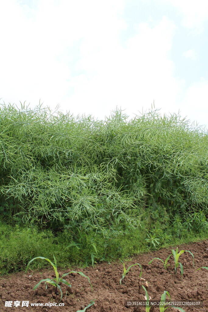 结荚油菜