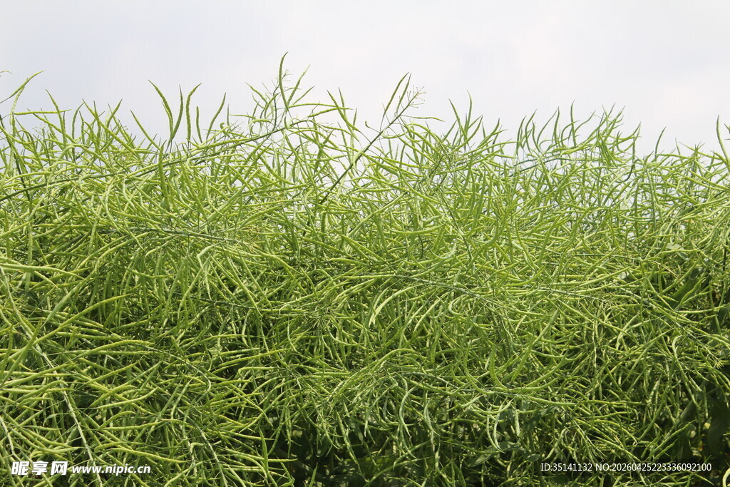 结荚油菜