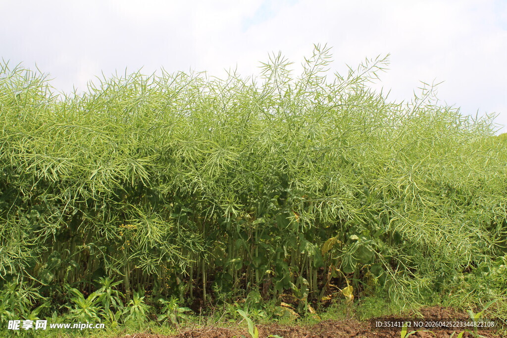 结荚油菜