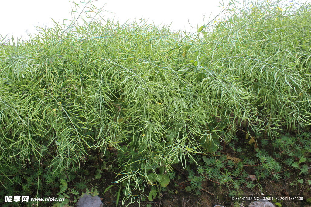 结荚油菜