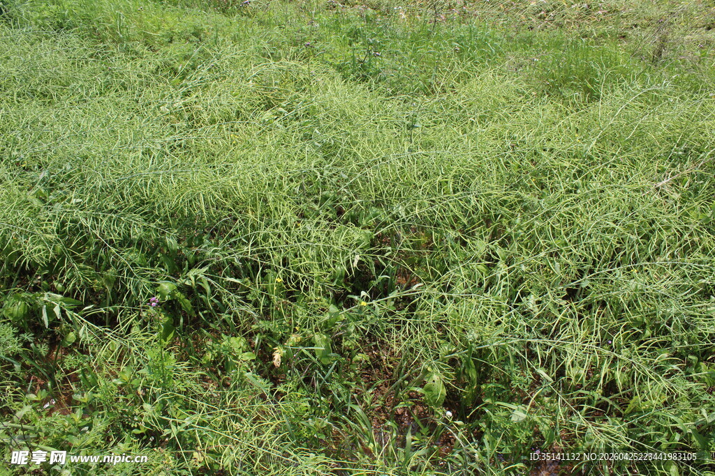 结荚油菜