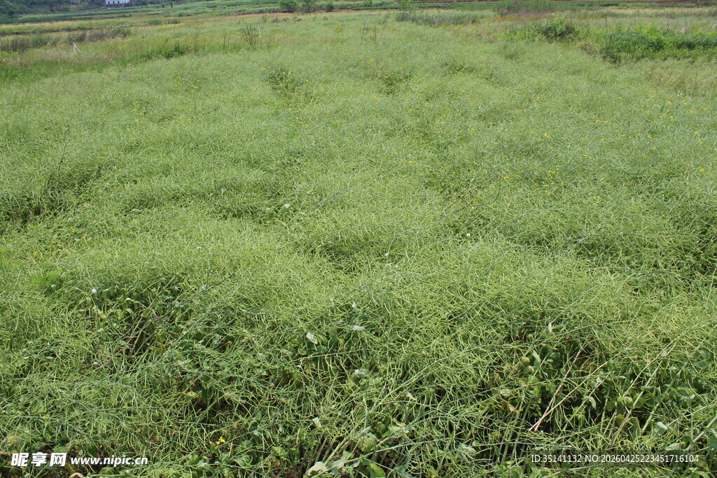 结荚油菜
