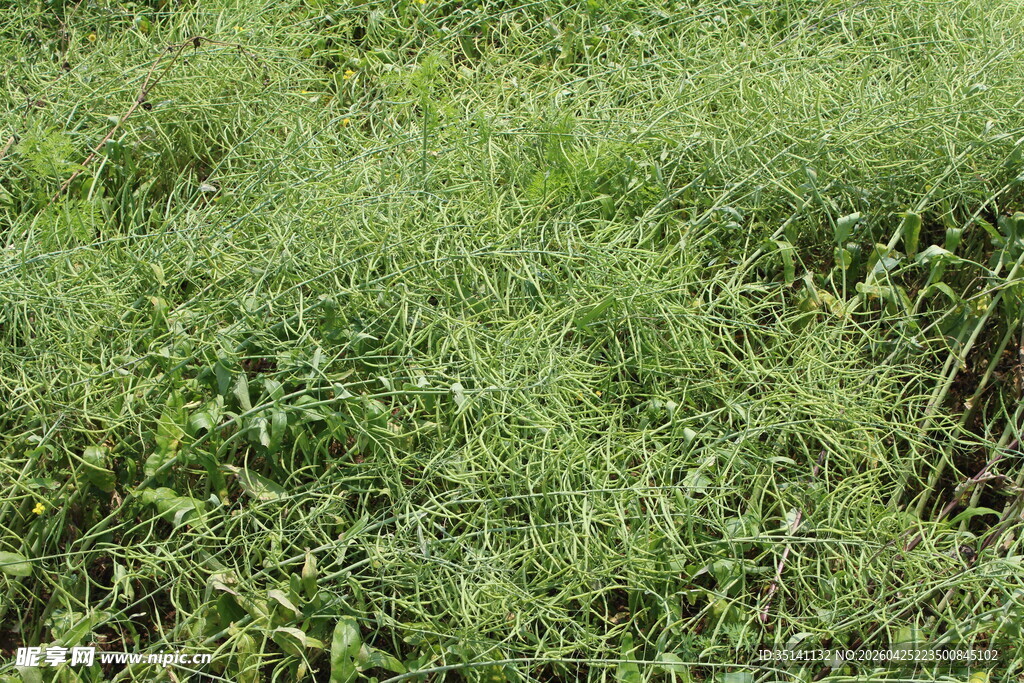 结荚油菜