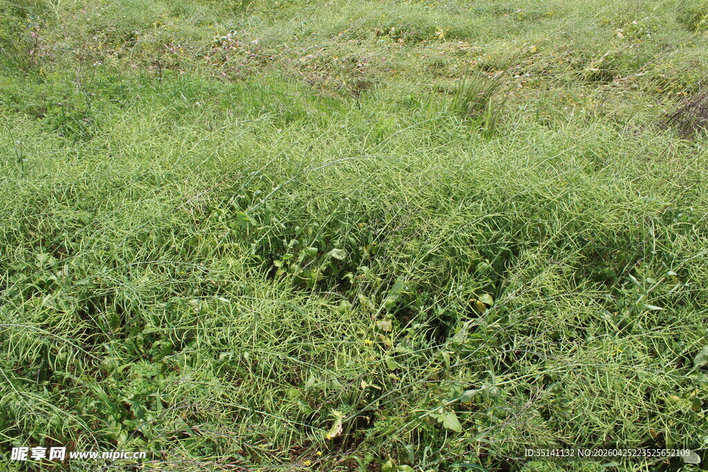 结荚油菜