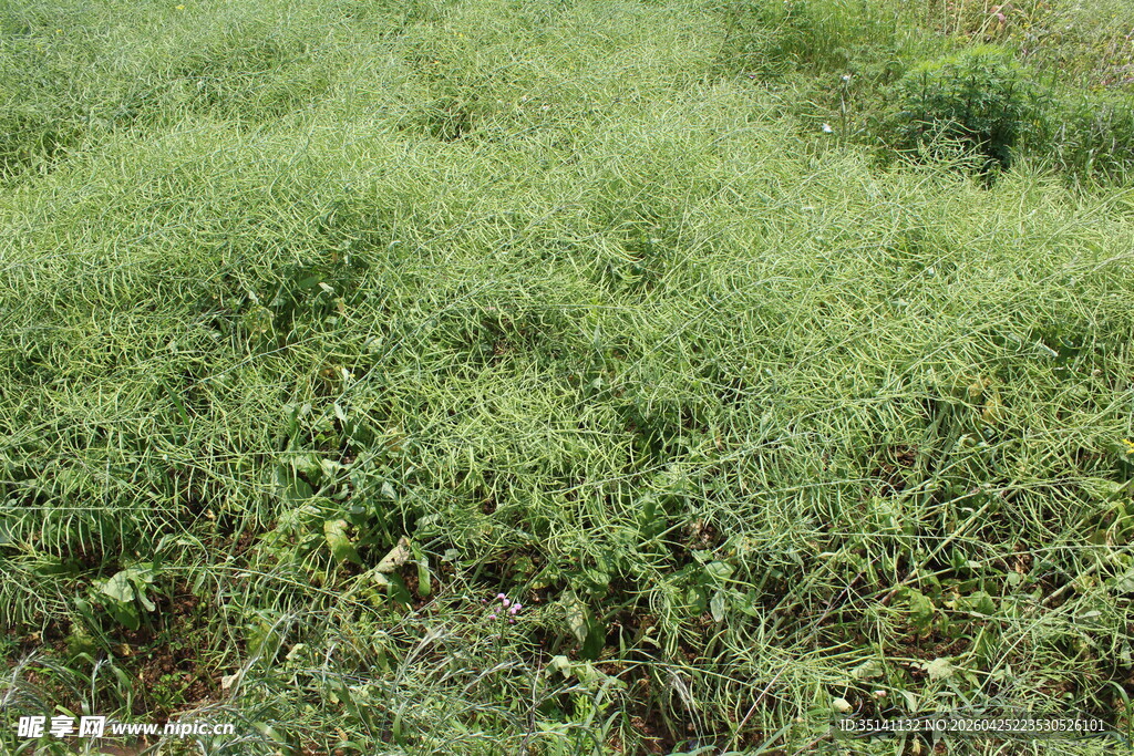 结荚油菜