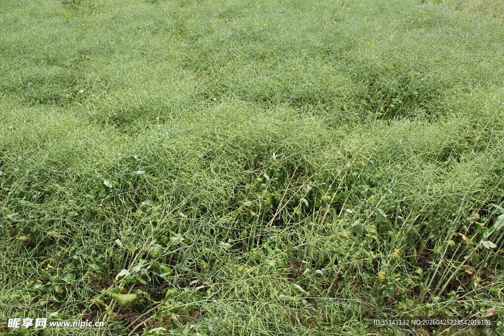结荚油菜