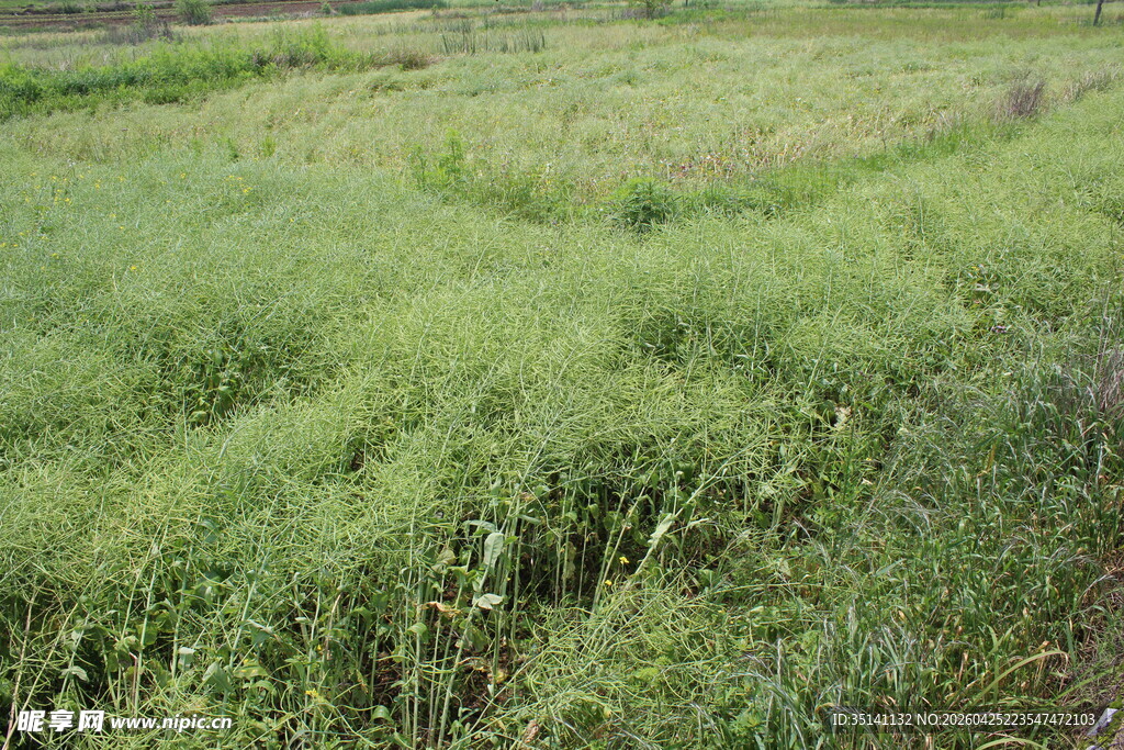 结荚油菜