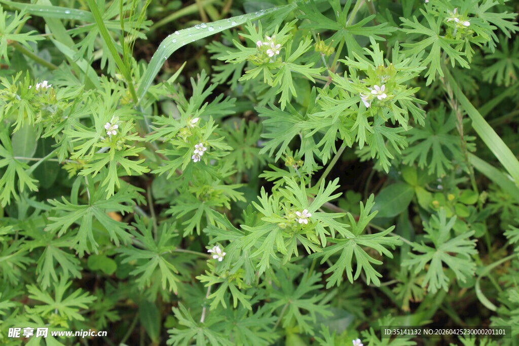 野老鹳草