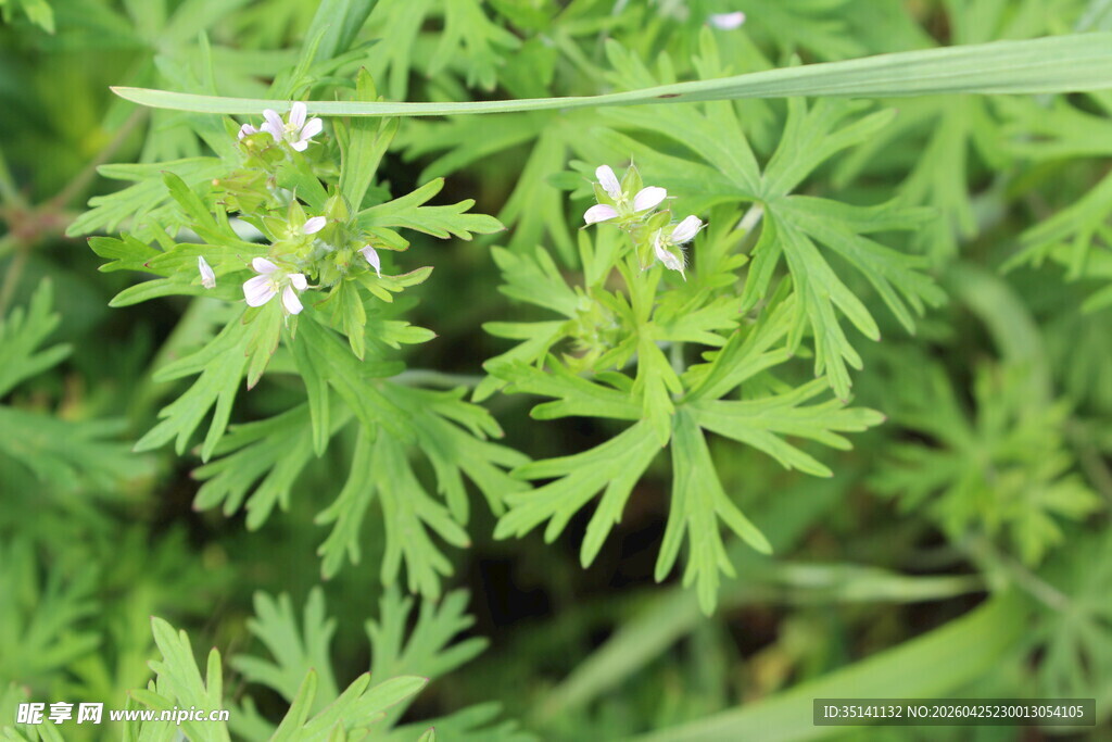 野老鹳草