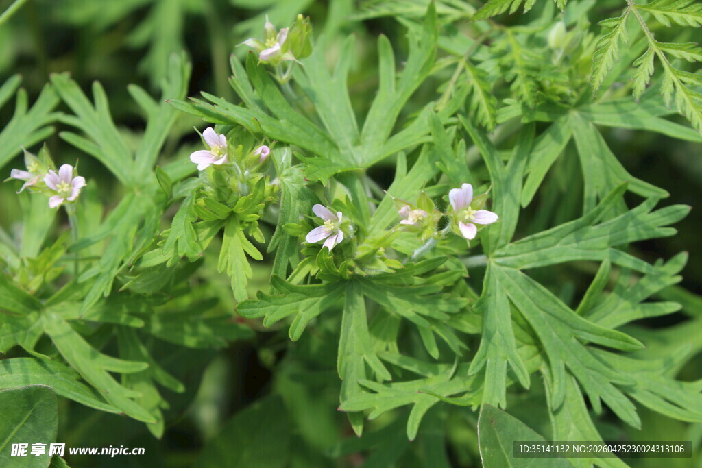 野老鹳草