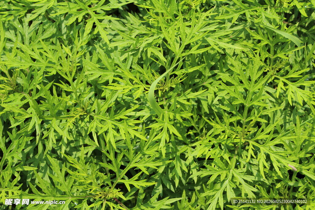 野老鹳草