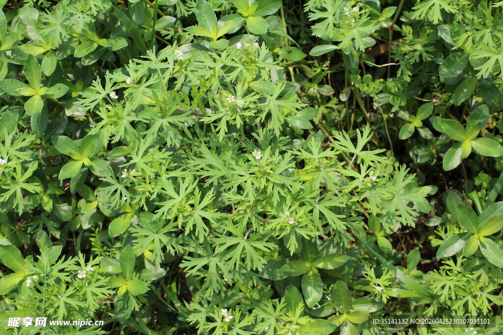 野老鹳草