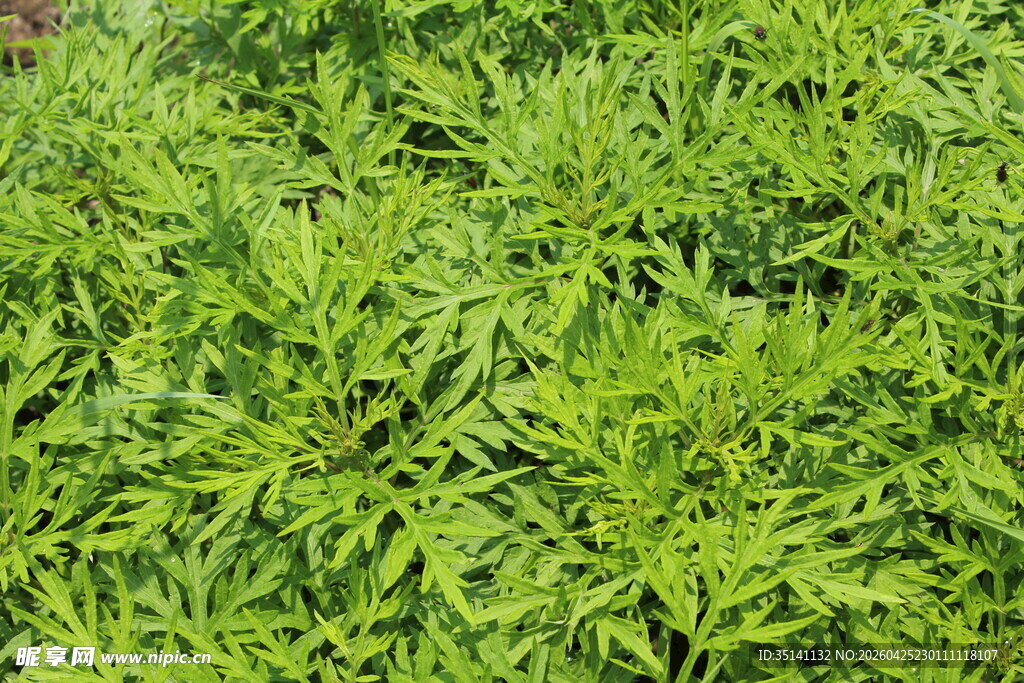 野老鹳草