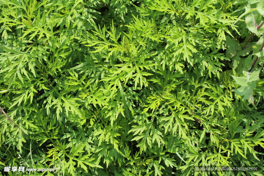 野老鹳草