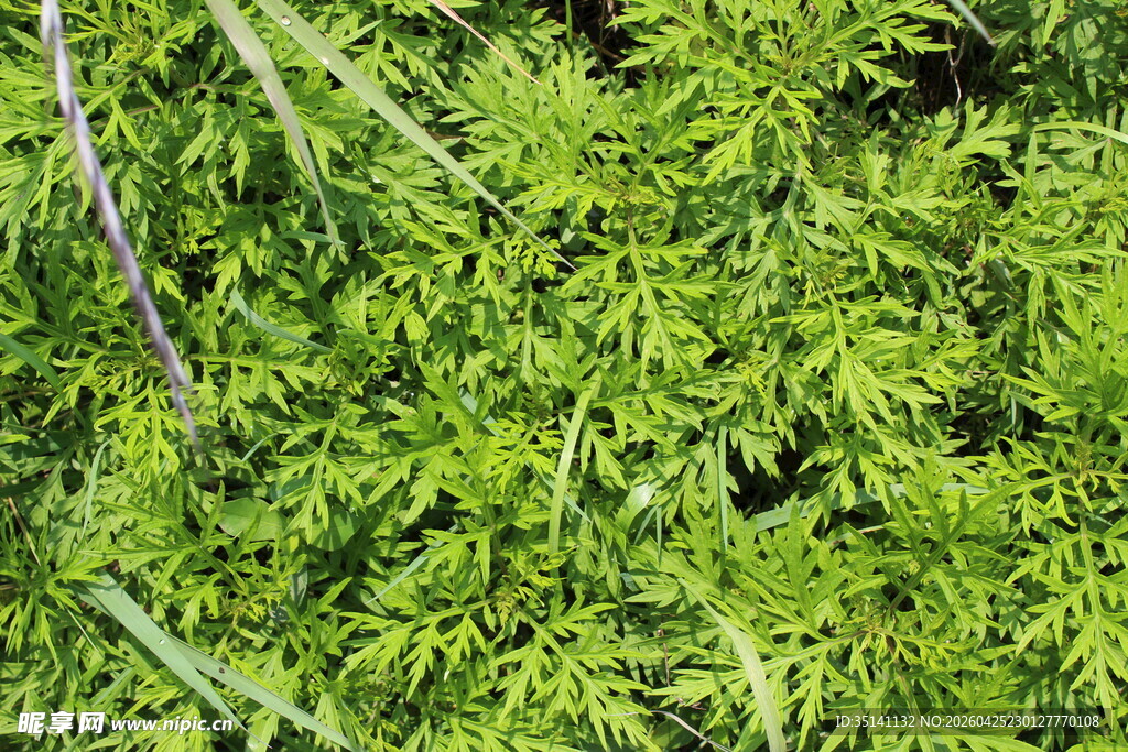 野老鹳草